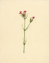 Deptford Pink Flower (Dianthus armeria) – Original c.1835 watercolour painting