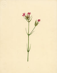 Deptford Pink Flower (Dianthus armeria) – Original c.1835 watercolour painting