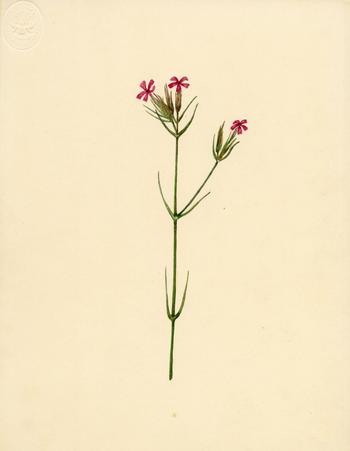 Deptford Pink Flower (Dianthus armeria) – Original c.1835 watercolour painting