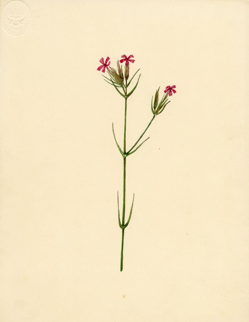 Deptford Pink Flower (Dianthus armeria) – Original c.1835 watercolour painting