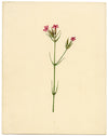 Deptford Pink Flower (Dianthus armeria) – Original c.1835 watercolour painting