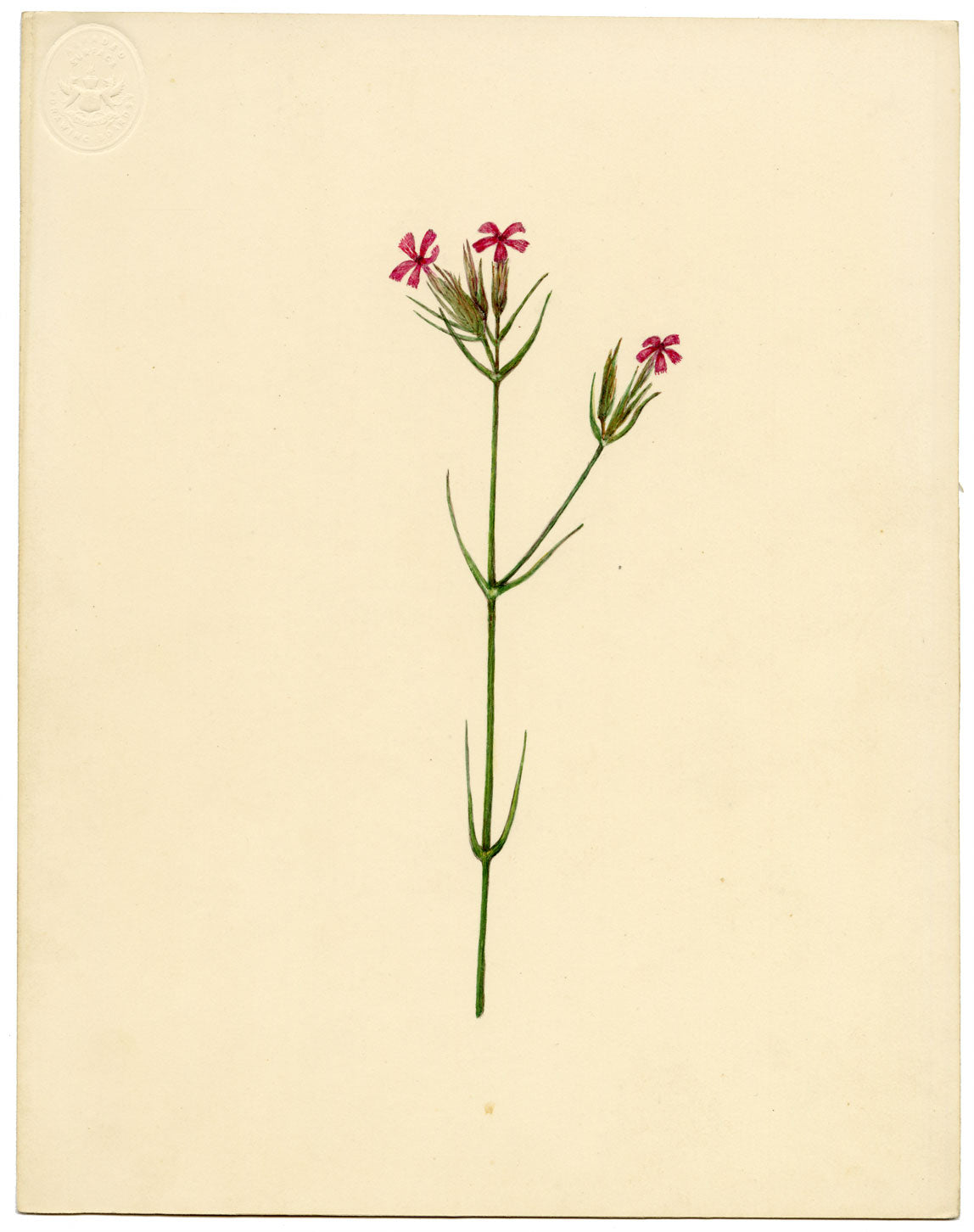 Deptford Pink Flower (Dianthus armeria) – Original c.1835 watercolour painting