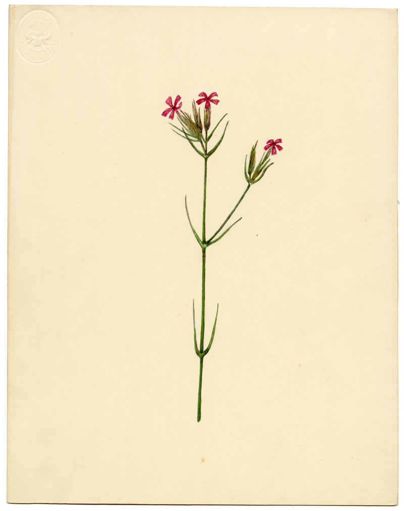 Deptford Pink Flower (Dianthus armeria) – Original c.1835 watercolour painting