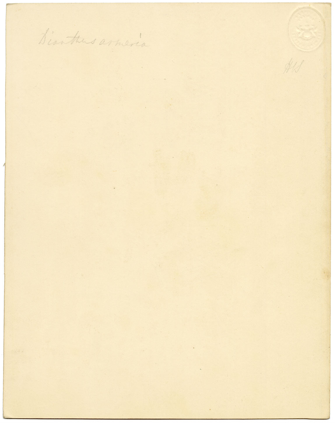 Deptford Pink Flower (Dianthus armeria) – Original c.1835 watercolour painting