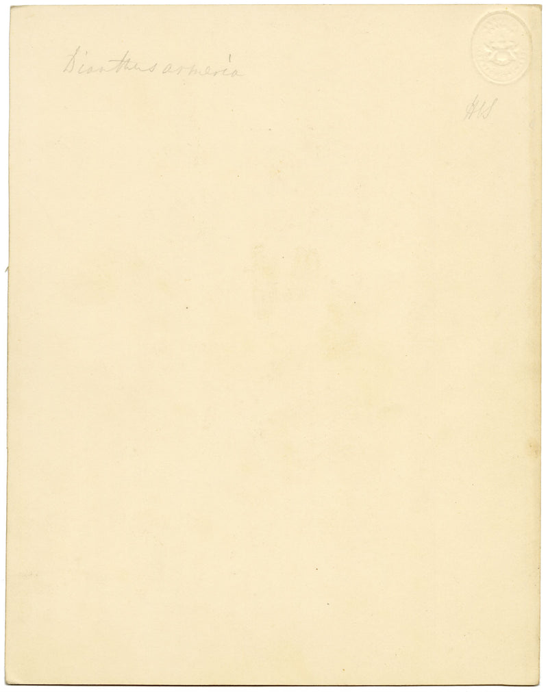 Deptford Pink Flower (Dianthus armeria) – Original c.1835 watercolour painting