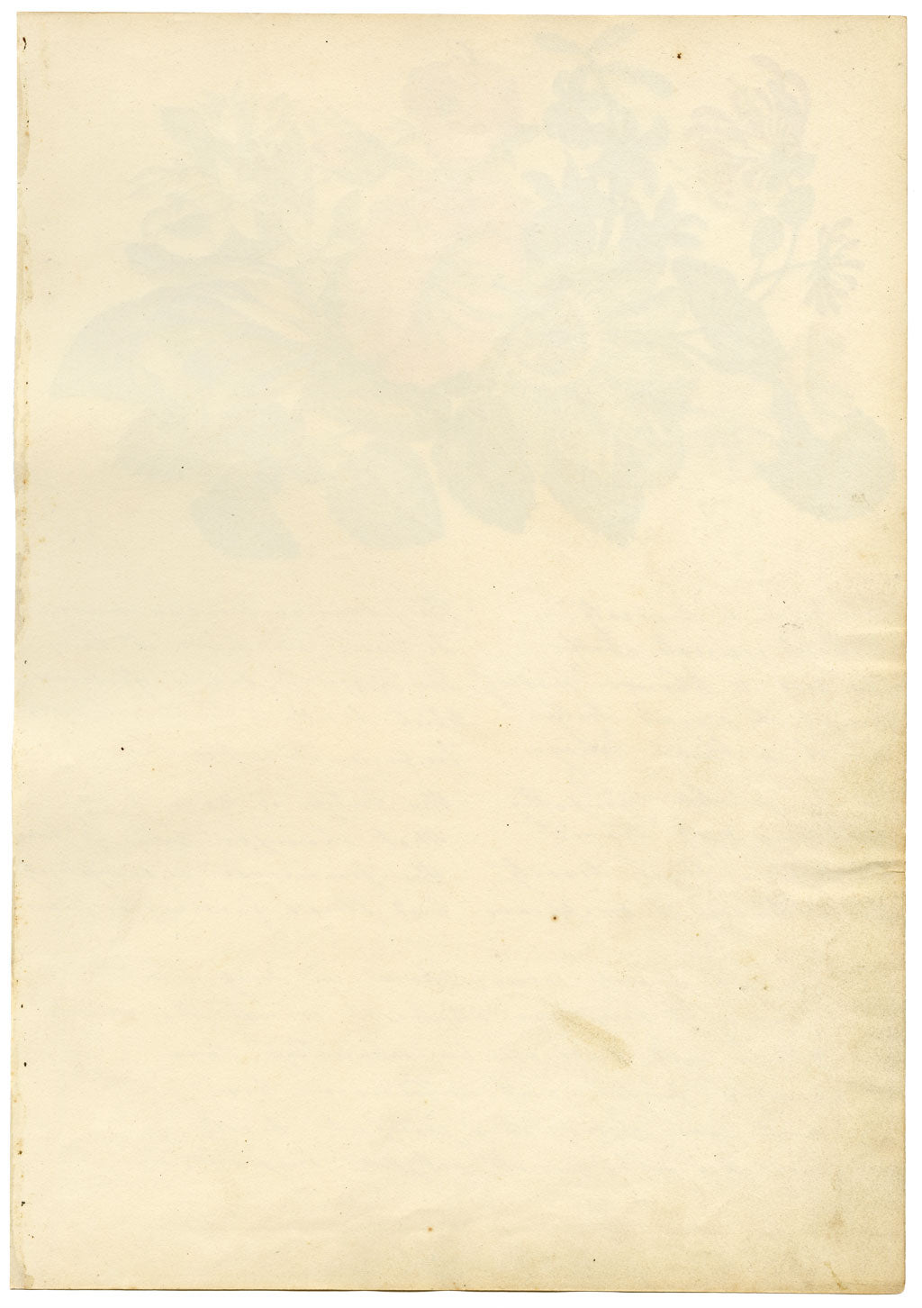 Floriography Poem & Flower Illustration –early 19th-century watercolour painting