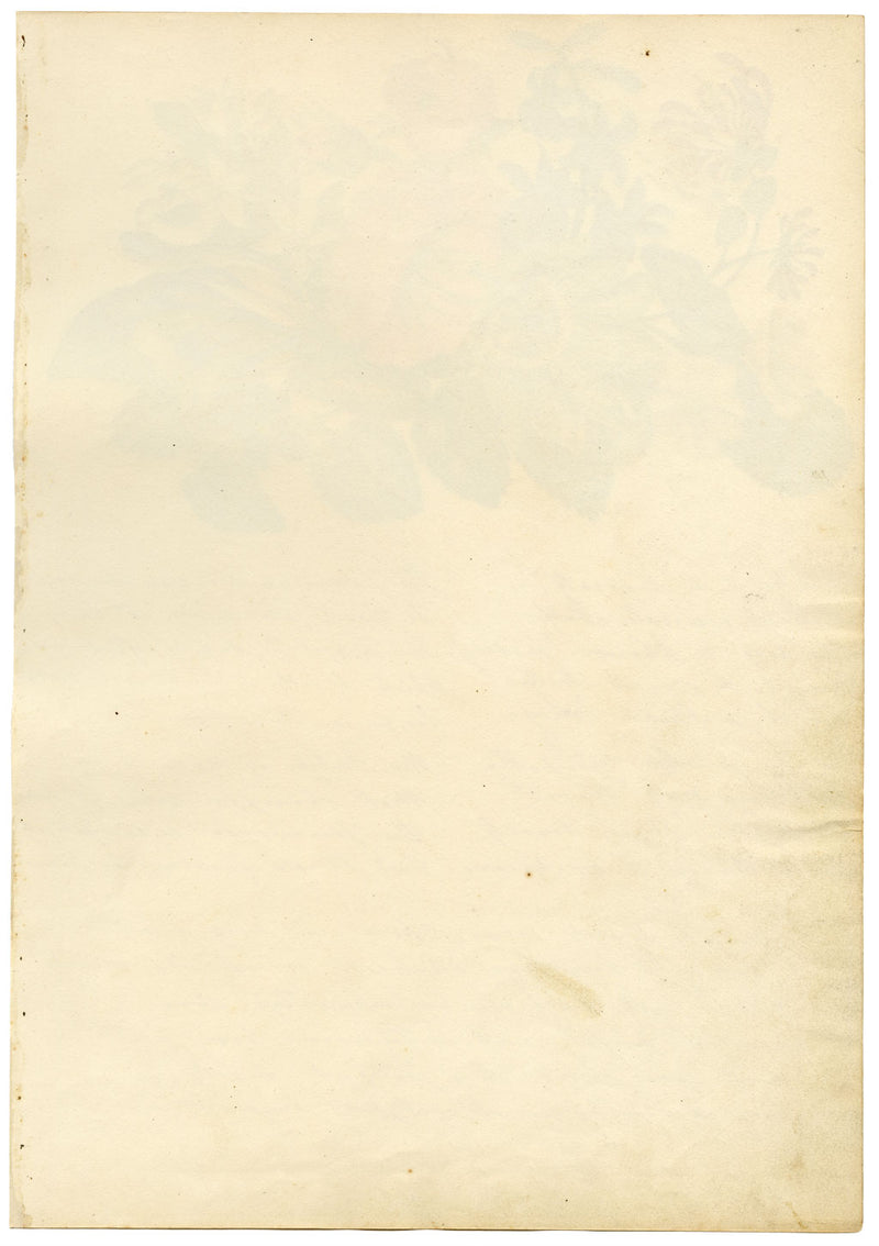 Floriography Poem & Flower Illustration –early 19th-century watercolour painting