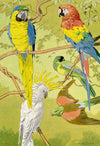 William Neave Parker, Parrots Bird Illustration – mid-C20th gouache painting