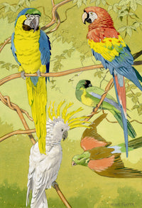 William Neave Parker, Parrots Bird Illustration – mid-C20th gouache painting