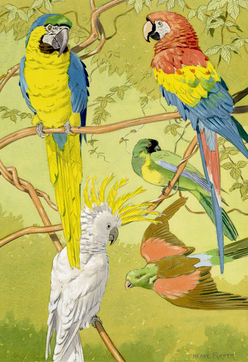 William Neave Parker, Parrots Bird Illustration – mid-C20th gouache painting