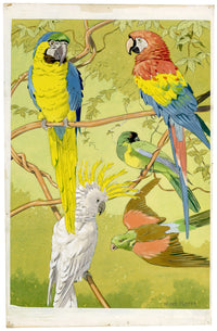 William Neave Parker, Parrots Bird Illustration – mid-C20th gouache painting