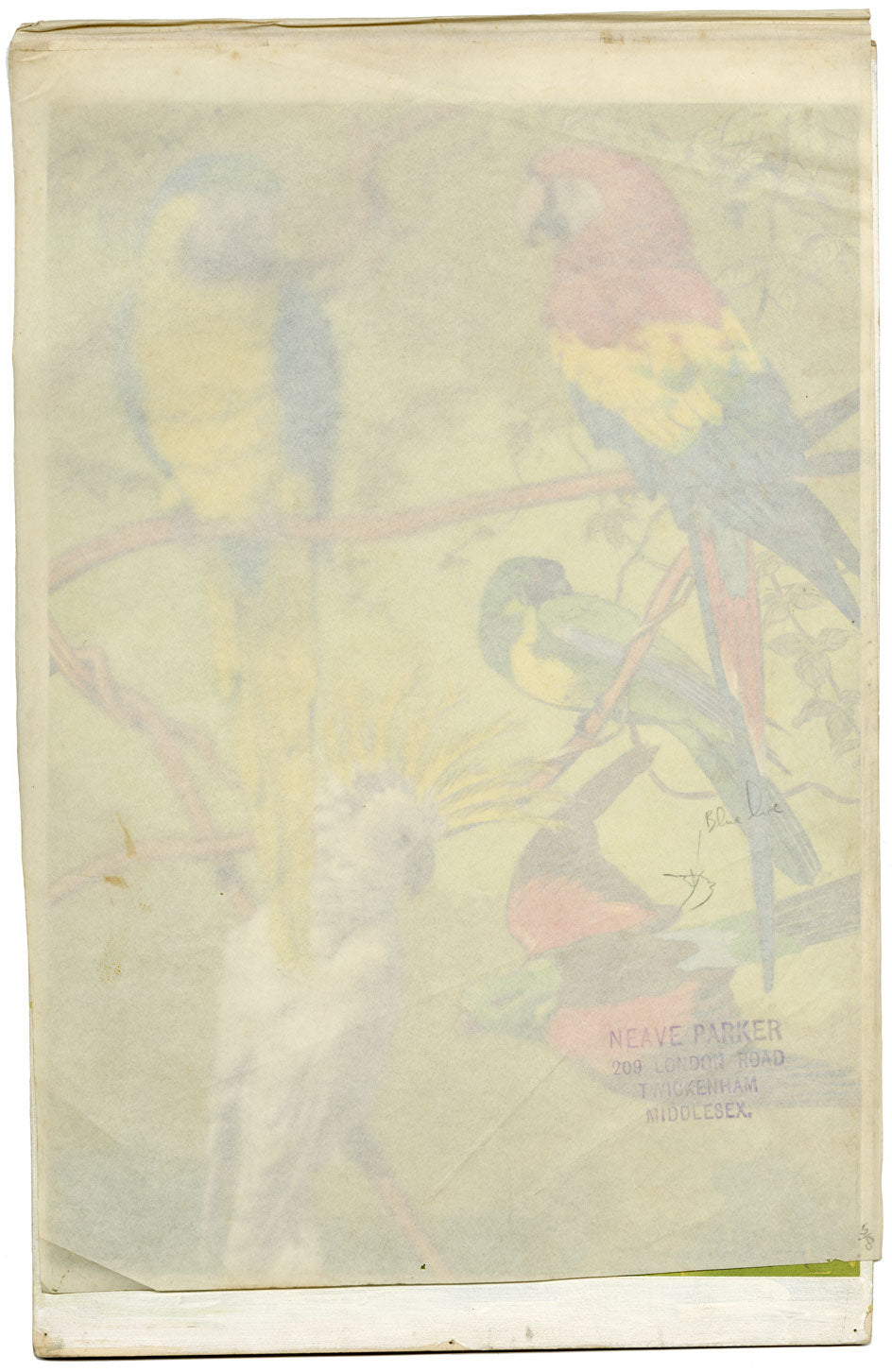 William Neave Parker, Parrots Bird Illustration – mid-C20th gouache painting