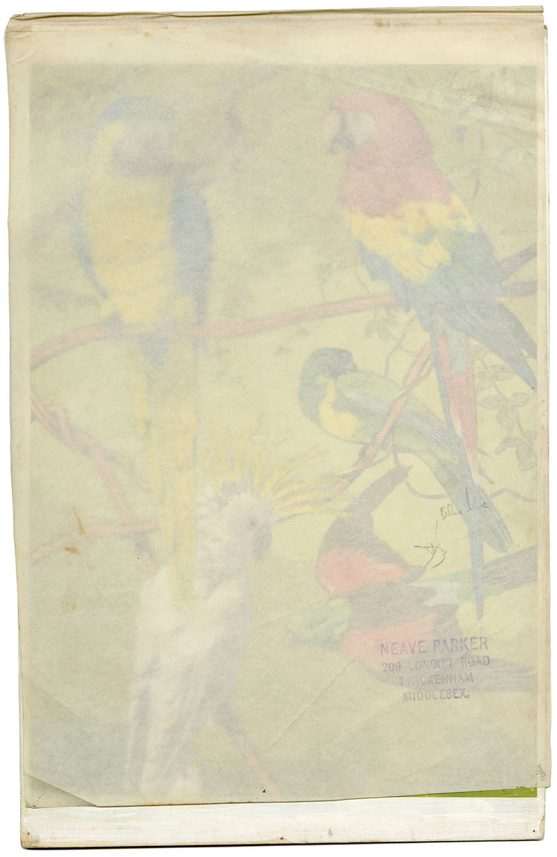 William Neave Parker, Parrots Bird Illustration – mid-C20th gouache painting