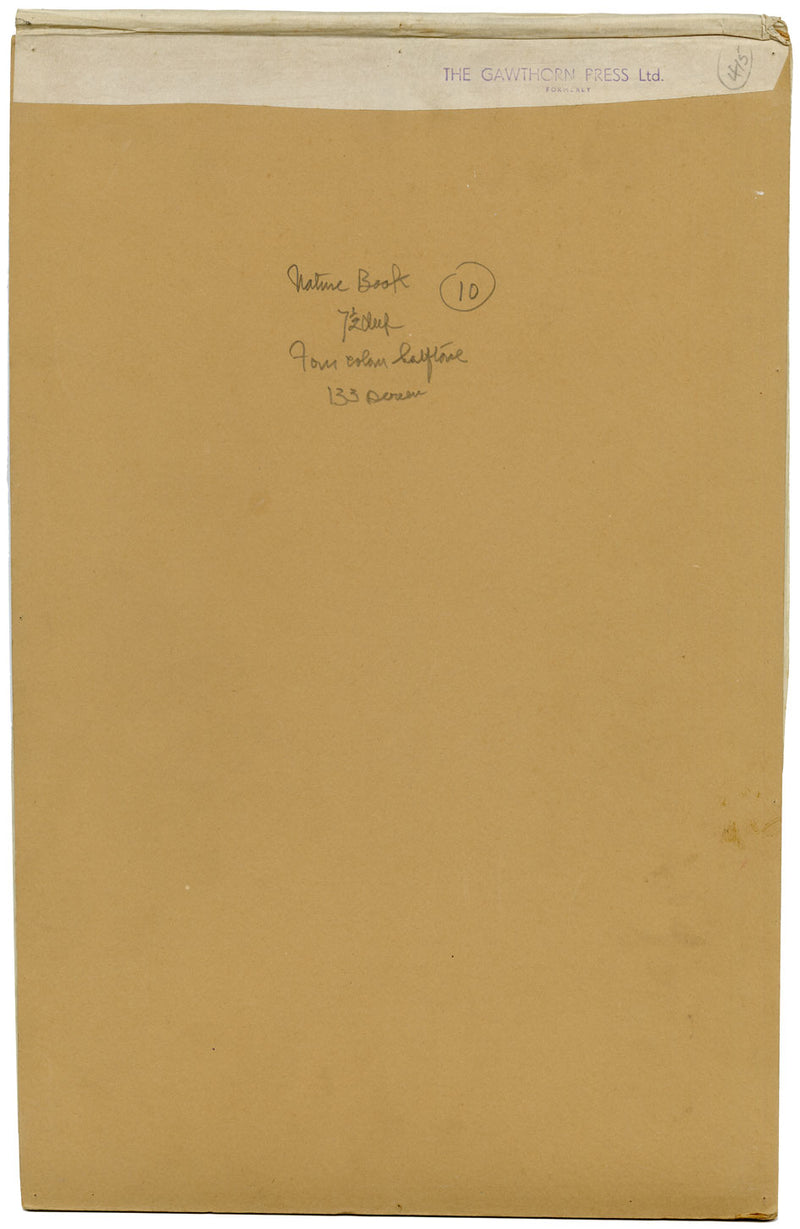 William Neave Parker, Parrots Bird Illustration – mid-C20th gouache painting