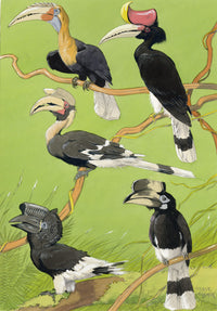 William Neave Parker, Hornbills Bird Illustration – mid-C20th gouache painting