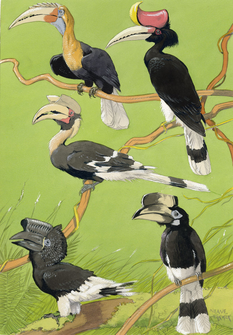 William Neave Parker, Hornbills Bird Illustration – mid-C20th gouache painting