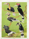 William Neave Parker, Hornbills Bird Illustration – mid-C20th gouache painting