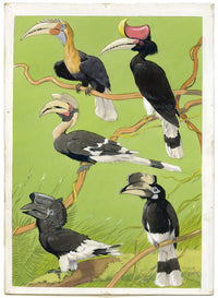 William Neave Parker, Hornbills Bird Illustration – mid-C20th gouache painting