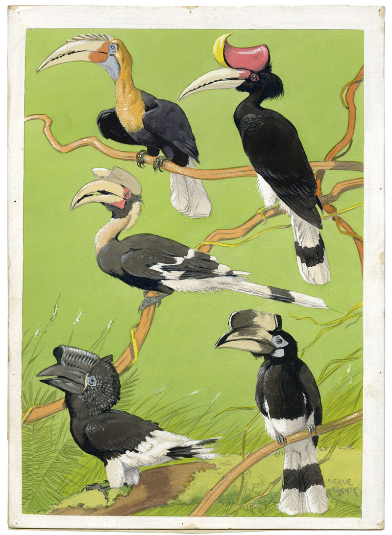 William Neave Parker, Hornbills Bird Illustration – mid-C20th gouache painting