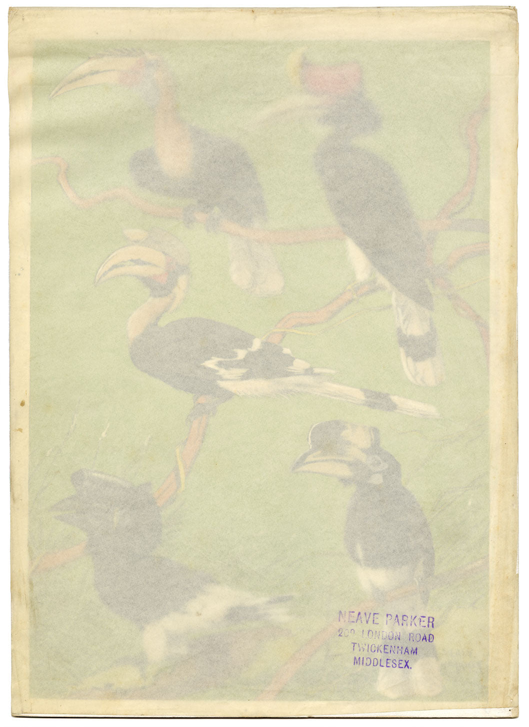 William Neave Parker, Hornbills Bird Illustration – mid-C20th gouache painting