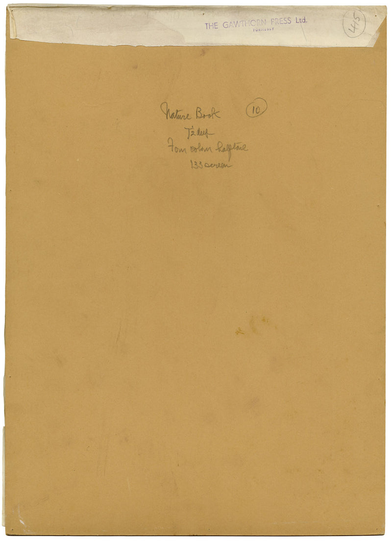 William Neave Parker, Hornbills Bird Illustration – mid-C20th gouache painting