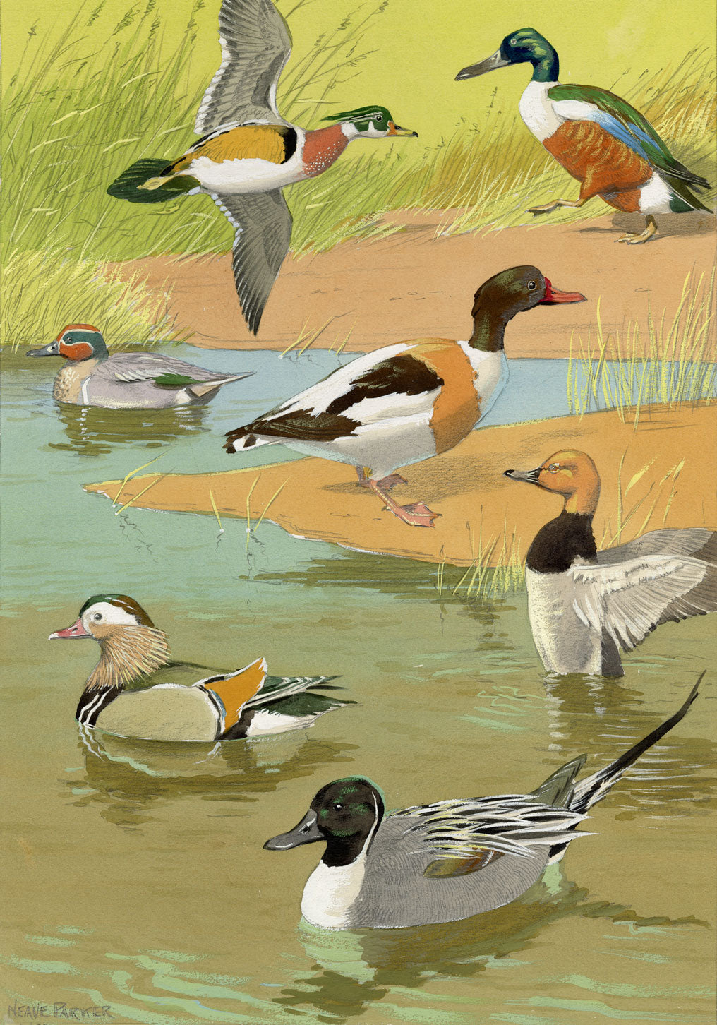 William Neave Parker, Ducks Bird Illustration – mid-C20th gouache painting
