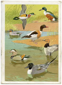 William Neave Parker, Ducks Bird Illustration – mid-C20th gouache painting