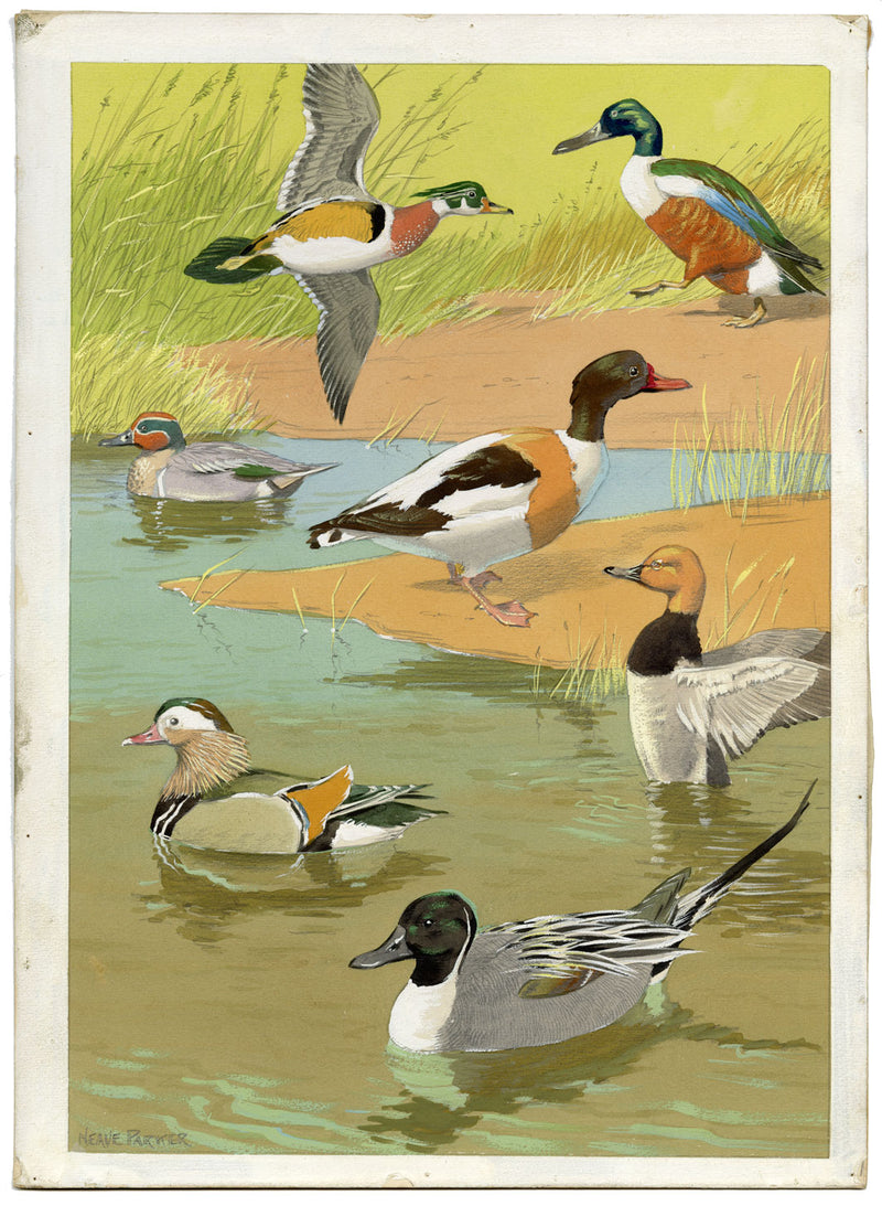 William Neave Parker, Ducks Bird Illustration – mid-C20th gouache painting