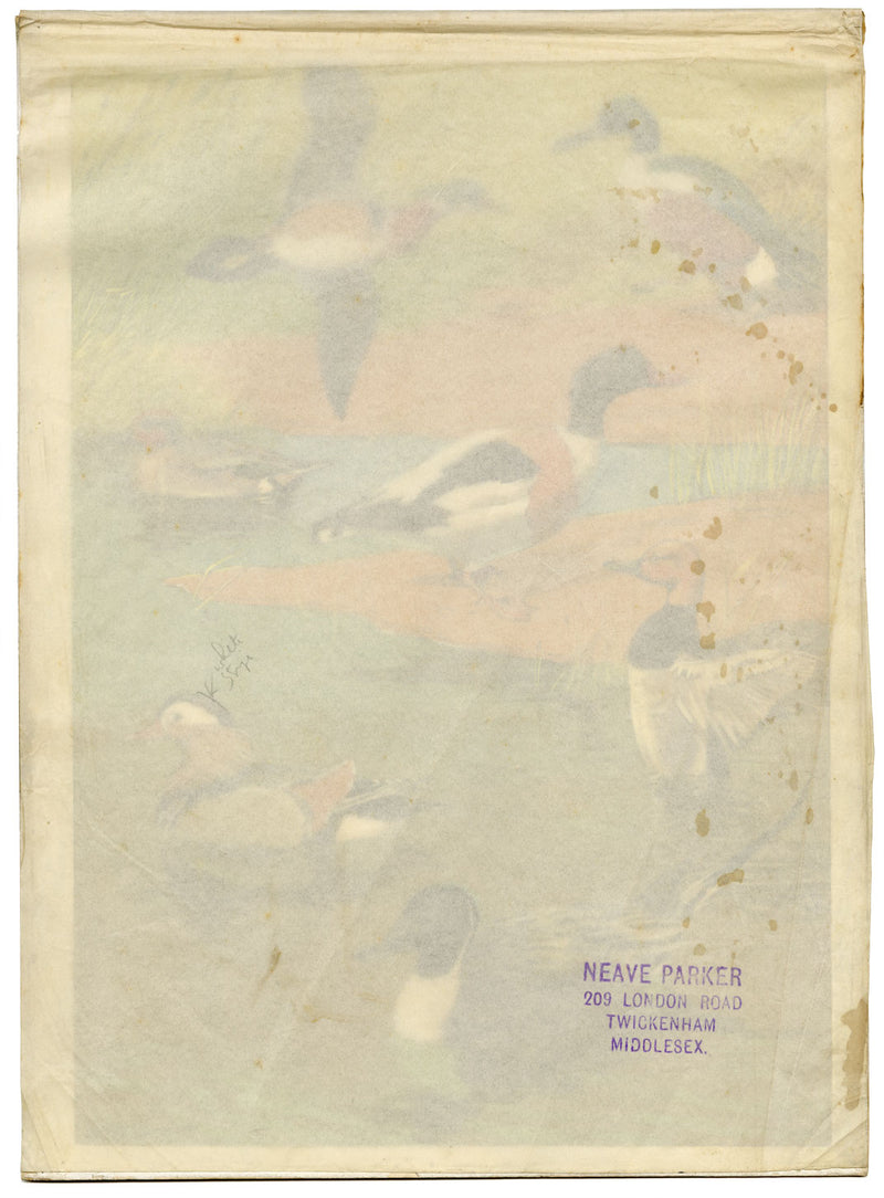 William Neave Parker, Ducks Bird Illustration – mid-C20th gouache painting