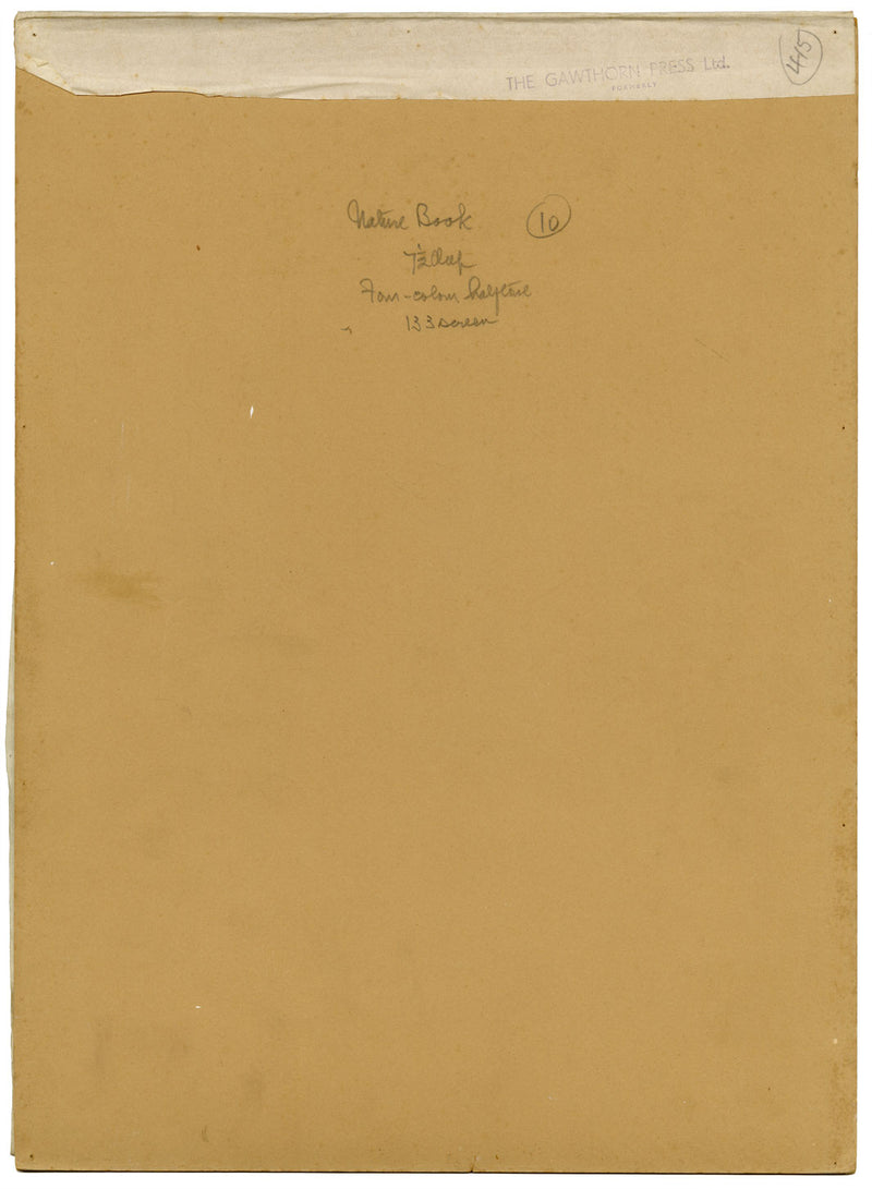 William Neave Parker, Ducks Bird Illustration – mid-C20th gouache painting