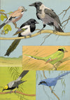 William Neave Parker, Corvid Birds Illustration – mid-C20th gouache painting