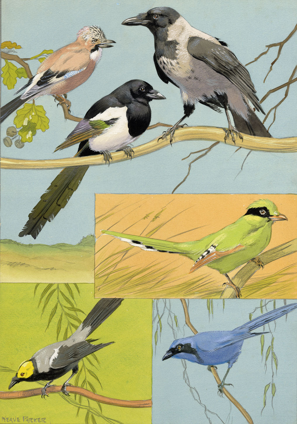 William Neave Parker, Corvid Birds Illustration – mid-C20th gouache painting