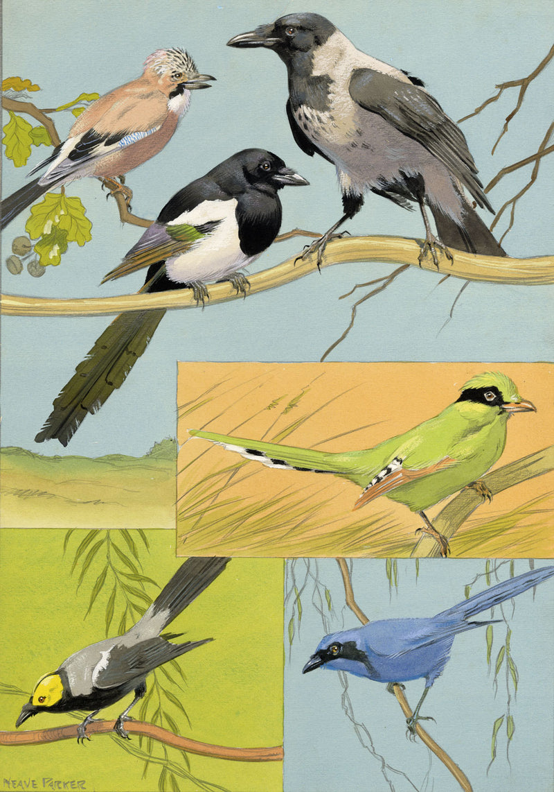 William Neave Parker, Corvid Birds Illustration – mid-C20th gouache painting