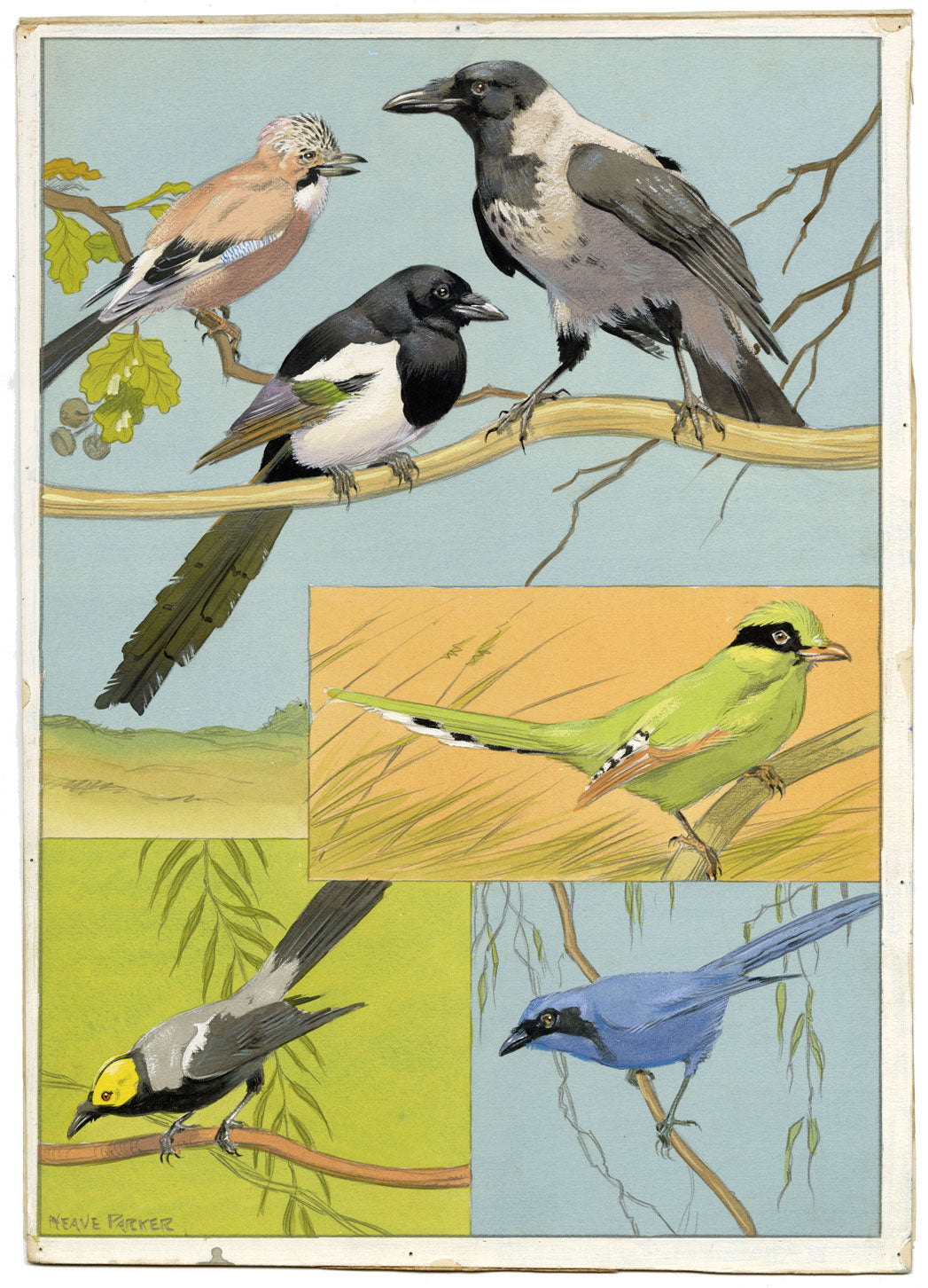 William Neave Parker, Corvid Birds Illustration – mid-C20th gouache painting
