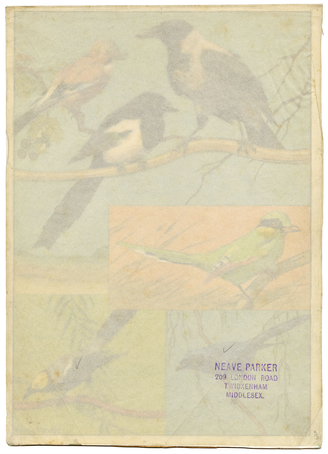 William Neave Parker, Corvid Birds Illustration – mid-C20th gouache painting