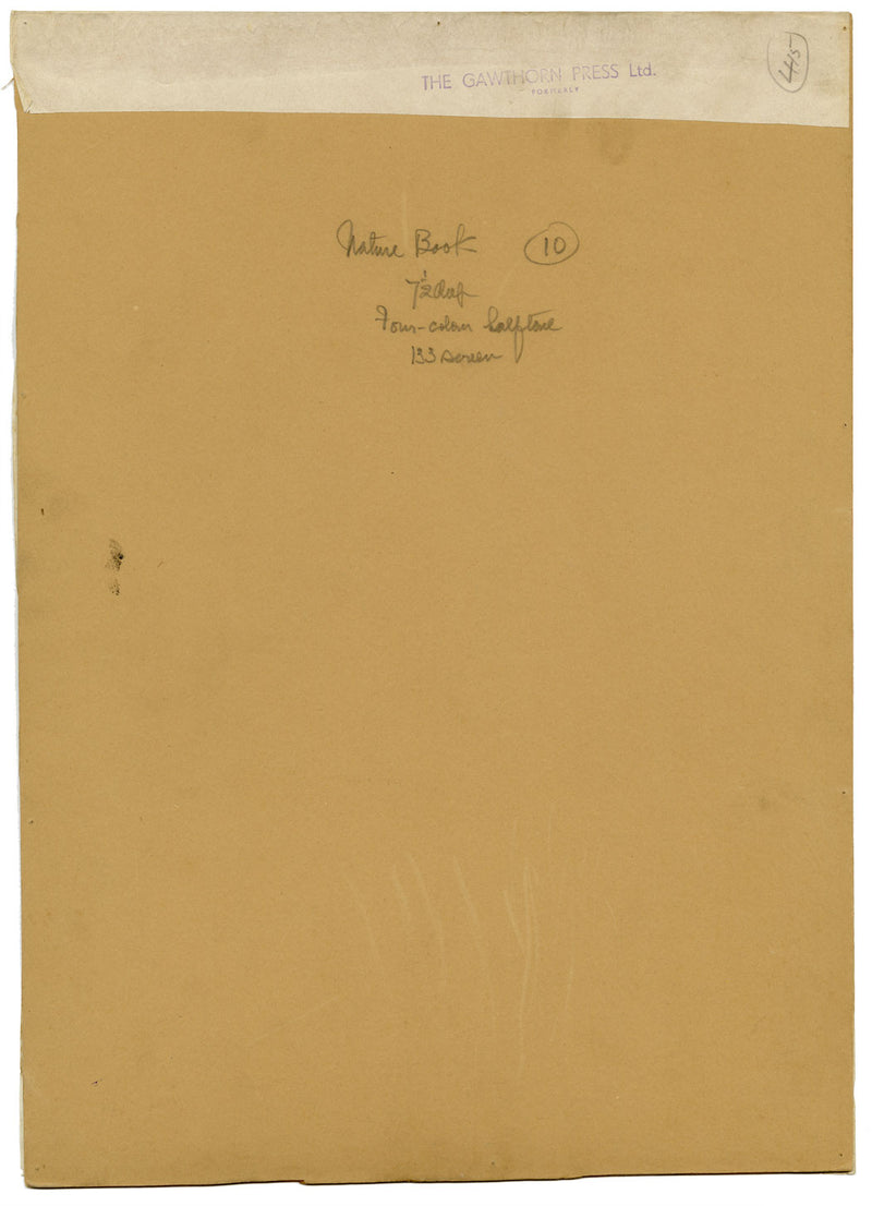 William Neave Parker, Corvid Birds Illustration – mid-C20th gouache painting