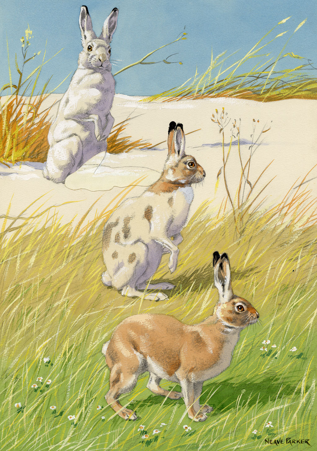 William Neave Parker, Snowshoe Hare Illustration – mid-C20th gouache painting