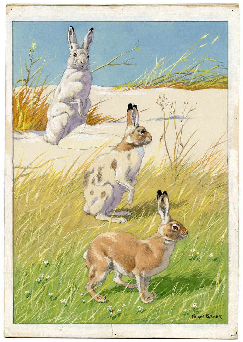 William Neave Parker, Snowshoe Hare Illustration – mid-C20th gouache painting
