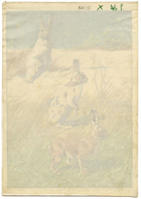 William Neave Parker, Snowshoe Hare Illustration – mid-C20th gouache painting
