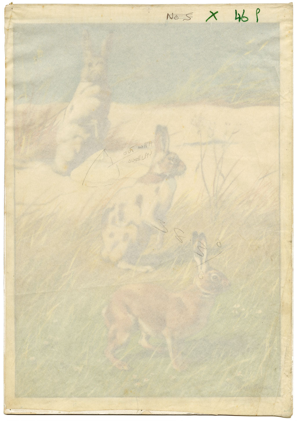 William Neave Parker, Snowshoe Hare Illustration – mid-C20th gouache painting