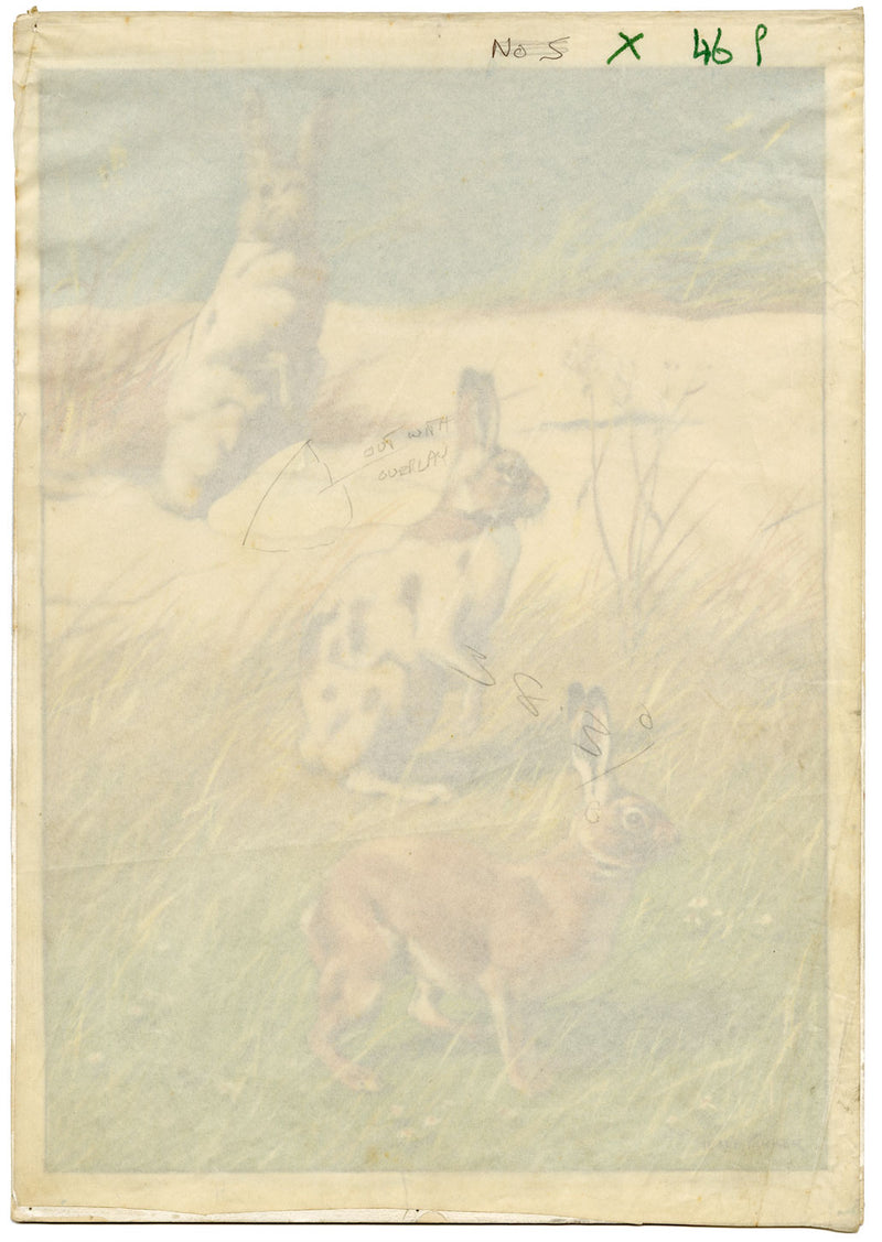 William Neave Parker, Snowshoe Hare Illustration – mid-C20th gouache painting
