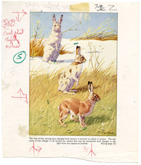 William Neave Parker, Snowshoe Hare Illustration – mid-C20th gouache painting
