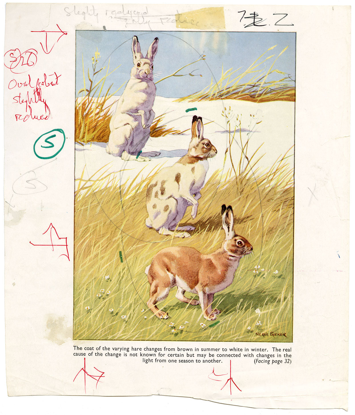 William Neave Parker, Snowshoe Hare Illustration – mid-C20th gouache painting