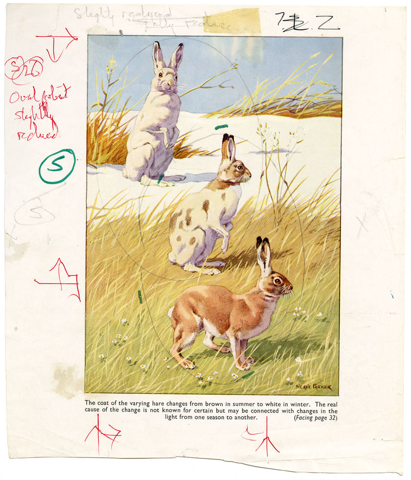 William Neave Parker, Snowshoe Hare Illustration – mid-C20th gouache painting