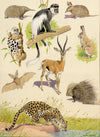 William Neave Parker, Taxonomic Orders of Mammals – mid-C20th gouache painting