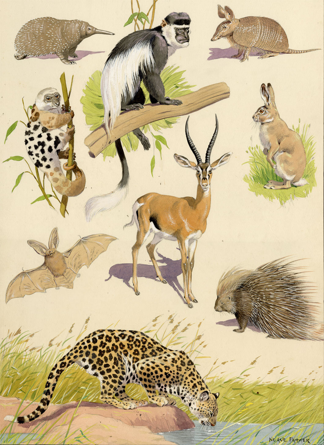 William Neave Parker, Taxonomic Orders of Mammals – mid-C20th gouache painting