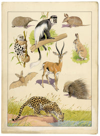 William Neave Parker, Taxonomic Orders of Mammals – mid-C20th gouache painting