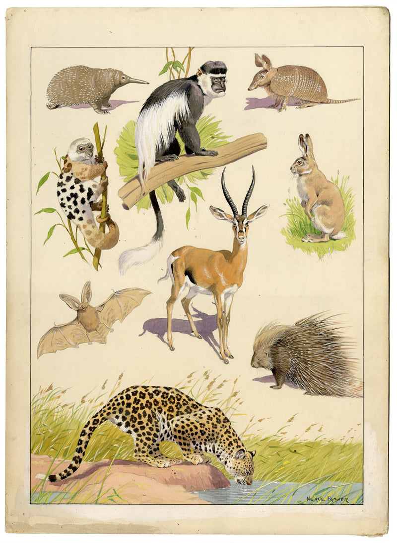 William Neave Parker, Taxonomic Orders of Mammals – mid-C20th gouache painting