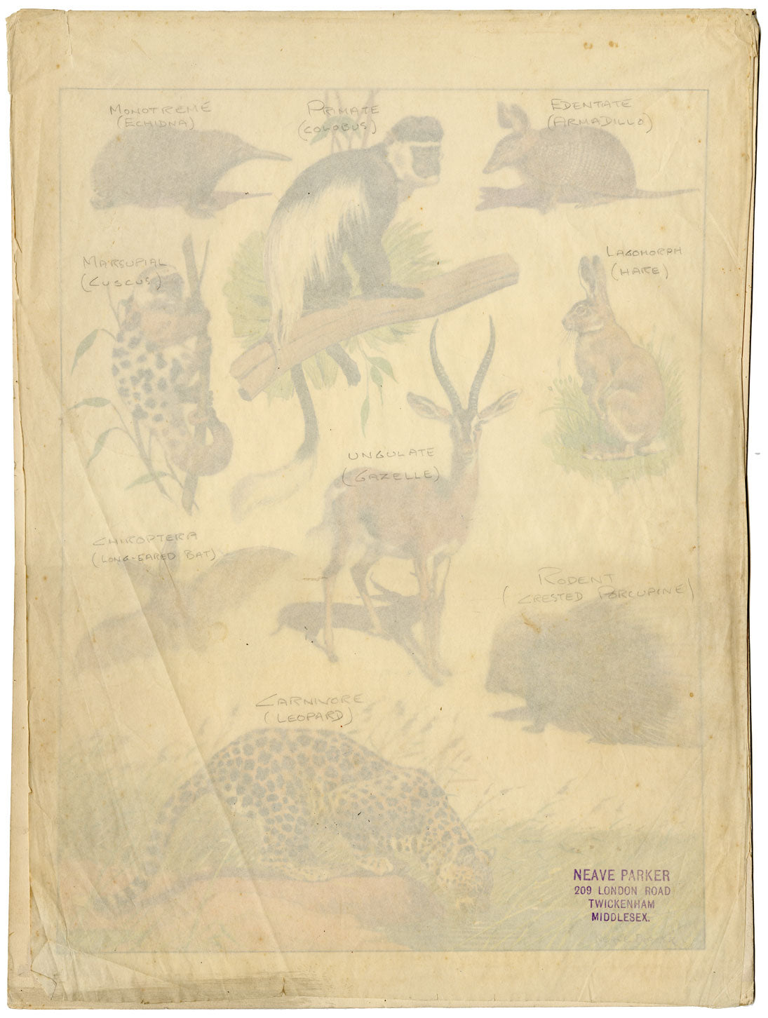 William Neave Parker, Taxonomic Orders of Mammals – mid-C20th gouache painting