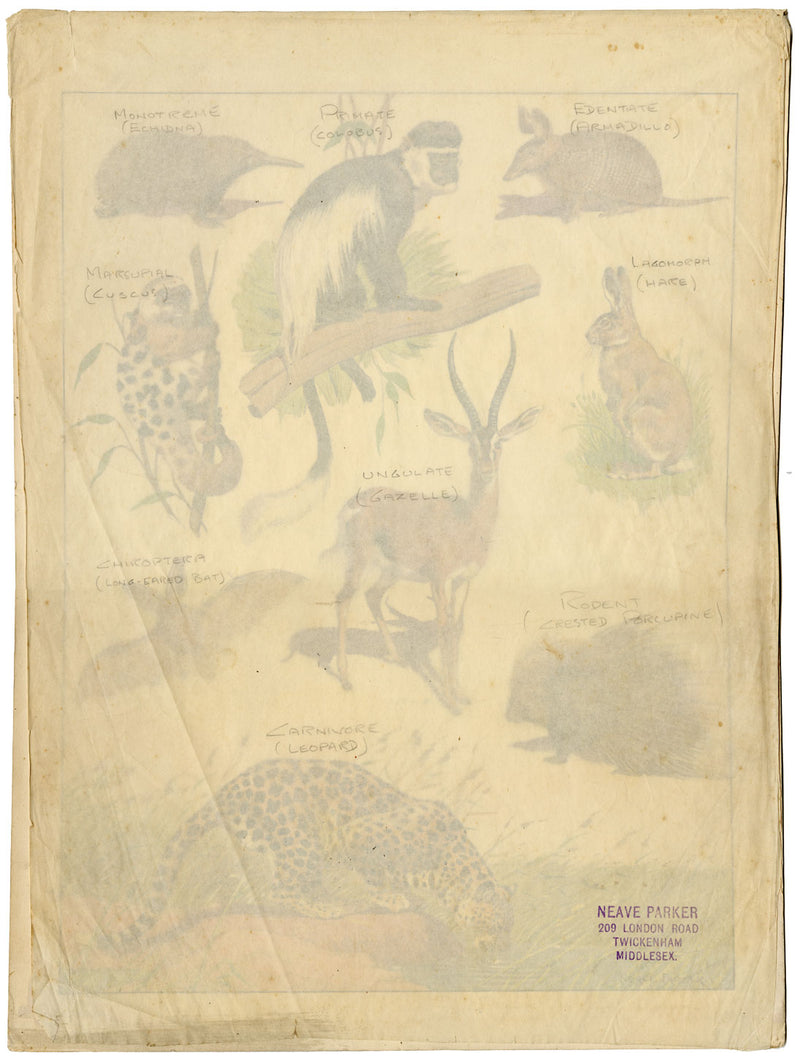 William Neave Parker, Taxonomic Orders of Mammals – mid-C20th gouache painting